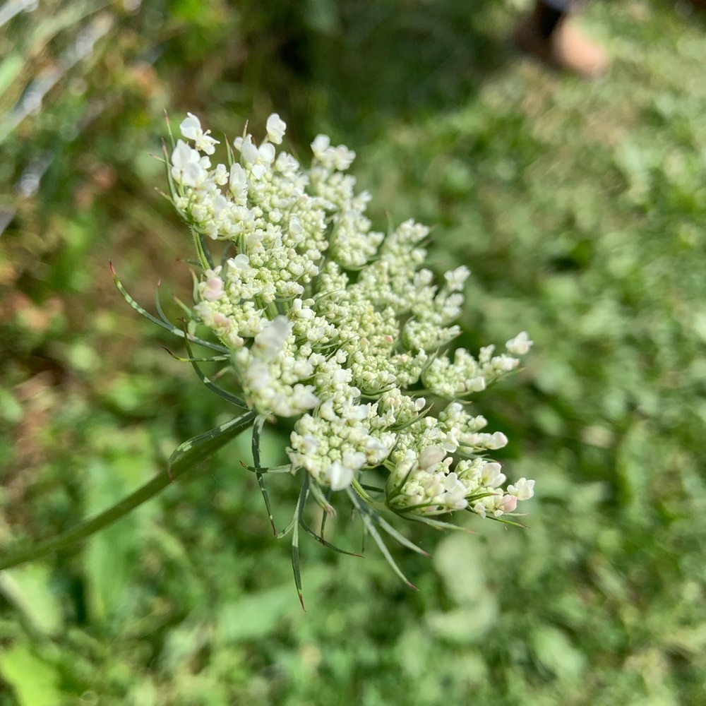 Meet your Posher, Lucy